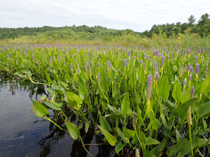 Photo By: Gregory J. Edinger. Photo taken: Warren County, NY on 30 July 2014
